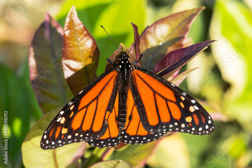 Monarch Butterfy resting on...