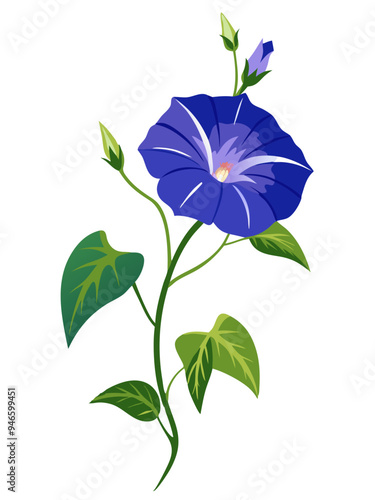 Vibrant Morning Glory Flowers With Green Leaves - Illustration of morning glory flowers with leaves, showcasing natural beauty and elegance. Ideal for botanical designs and nature-themed projects.
