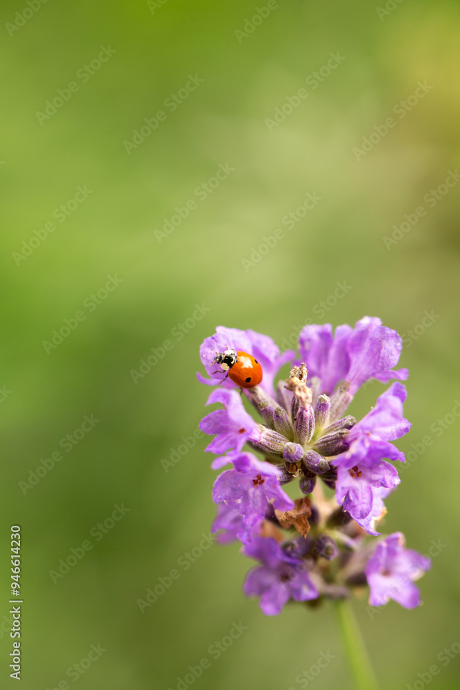 A lavender flower with a ladybug, on a green background A lavender flower with a ladybug, on a green background