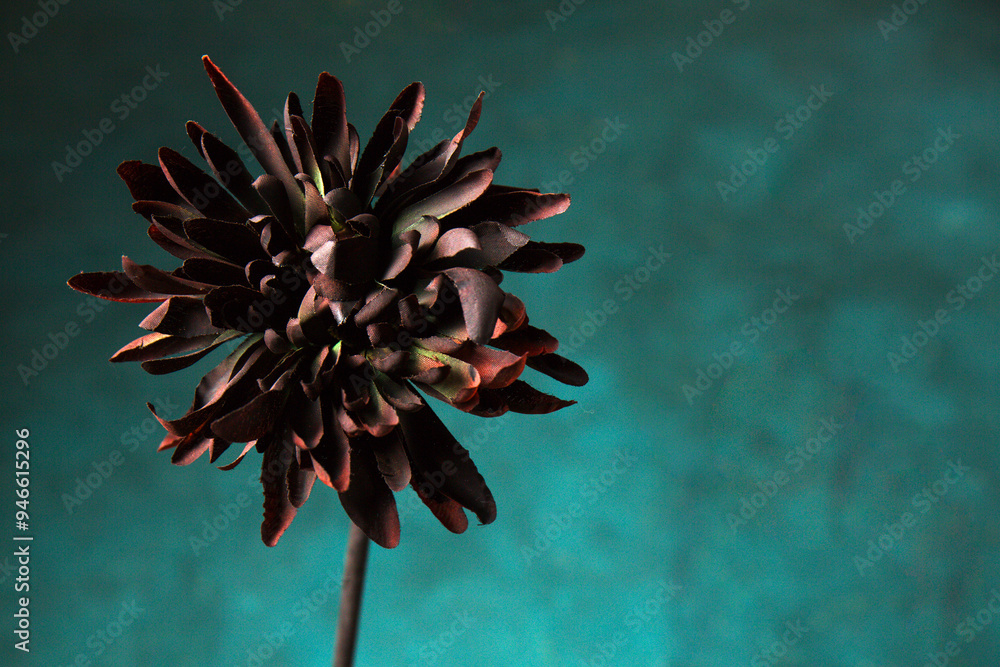 Fototapeta premium Gloomy black and burgundy artificial flower for Halloween on a dark green background