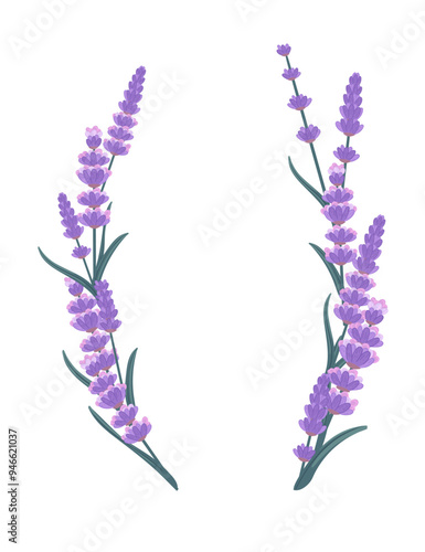 A floral arrangement of lavender flowers. Stylish modern decorative frame. Spa postcard design. Vector illustration isolated on white background