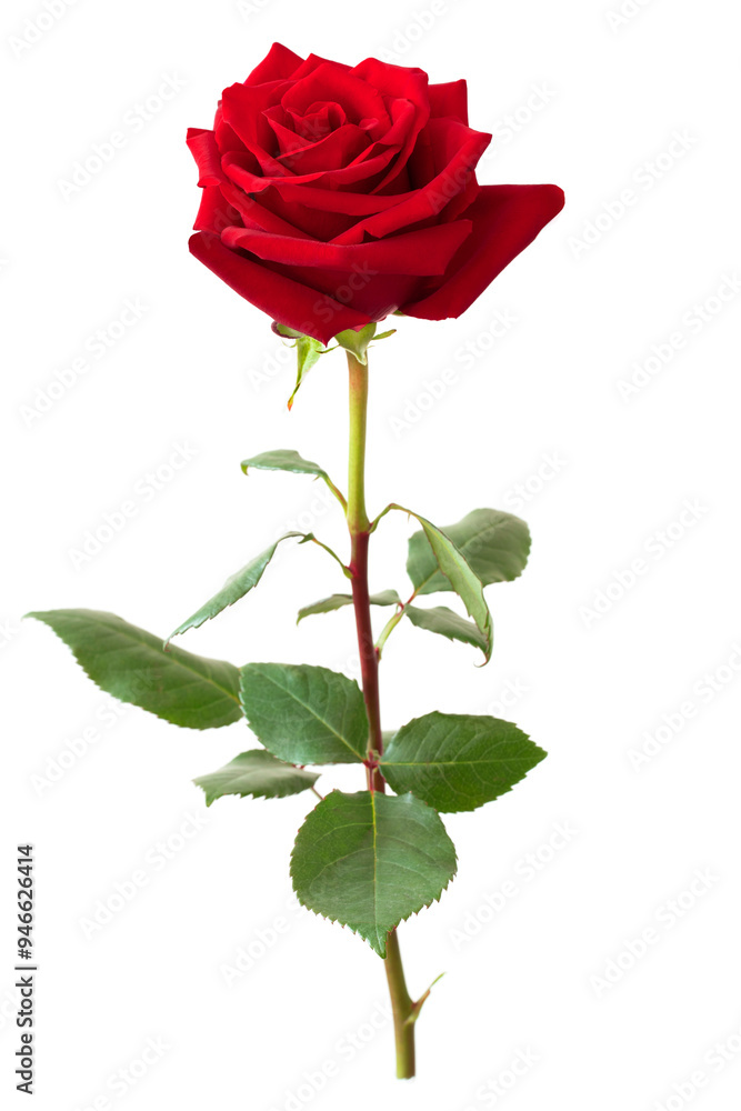 Red rose flower.