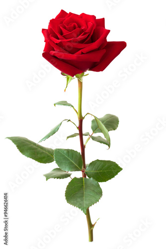 Obraz na płótnie Red rose flower. w salonie