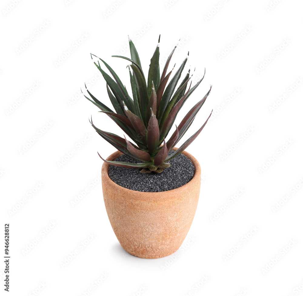 Succulent plant in pot isolated on white background Succulent plant in pot isolated on white background