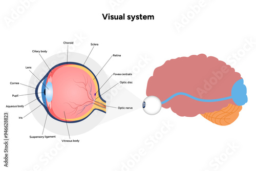 Suprachiasmatic nucleus of hypothalamus. Human visual system pathway cortex diagram. Right and left visual cortex and eye anatomy
