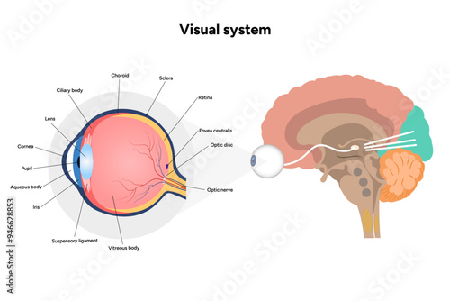 Suprachiasmatic nucleus of hypothalamus. Human visual system pathway cortex diagram. Right and left visual cortex and eye anatomy