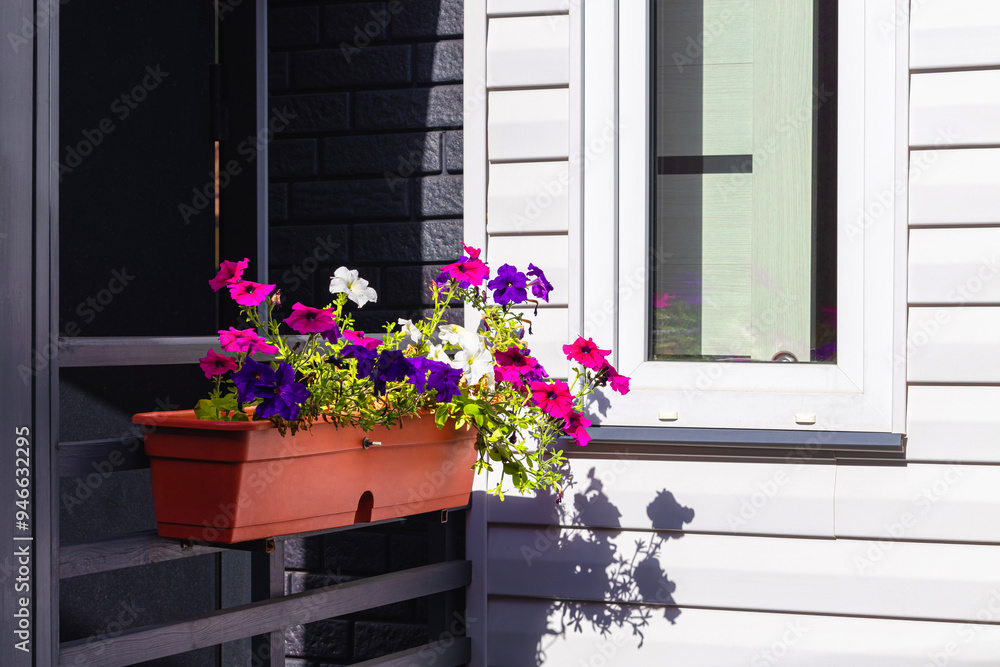 Fototapeta premium flowerpot pendant with multi-colored petunias, close-up. flowers on the veranda.