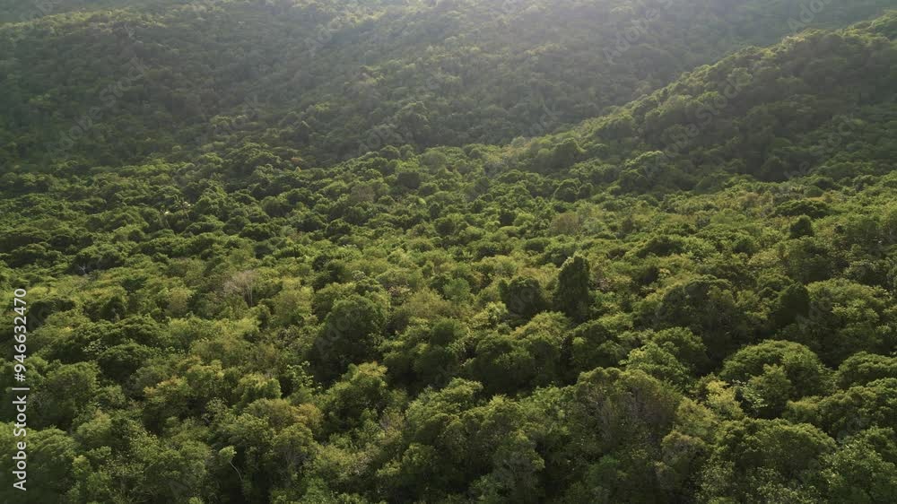 flying over a huge green forest during sunset lights in the Island of Karimunjawa - Indonesia flying over a huge green forest during sunset lights in the Island of Karimunjawa - Indonesia