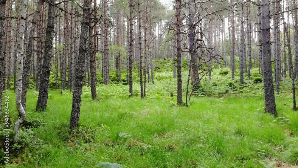 Tracking shot through a forest. Tracking shot through a forest.