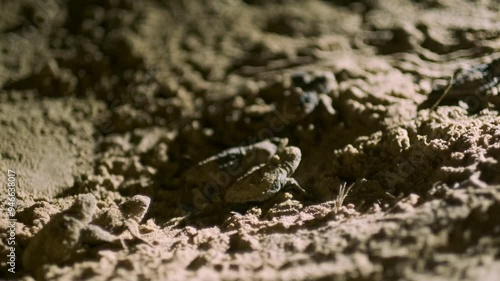 Captured under the stars, this footage shows loggerhead turtles hatching at Mon Repos Beach, Queensland. Watch as these endangered hatchlings make their way to the sea.