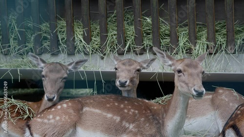 Closeup of three female fallow deer ruminating and chewing, looking at the camera with hay in the background photo