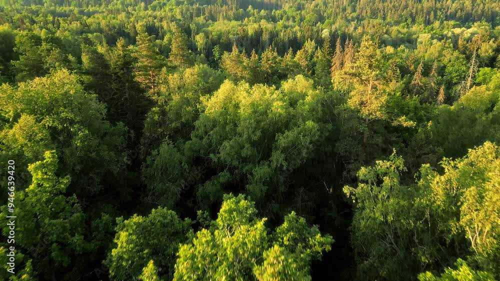 Sunlit treetops of a vast green forest Sunlit treetops of a vast green forest