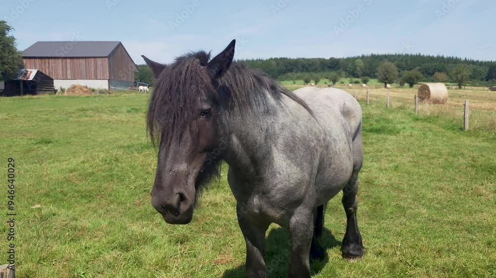 Grey black Belgian horse at the farm in the Ardennes region - Belgium Grey black Belgian horse at the farm in the Ardennes region - Belgium