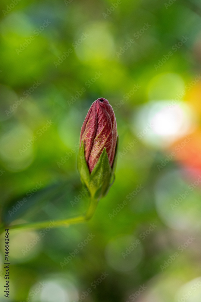 Hibiscus bud ready to flower and live for a day Hibiscus bud ready to flower and live for a day