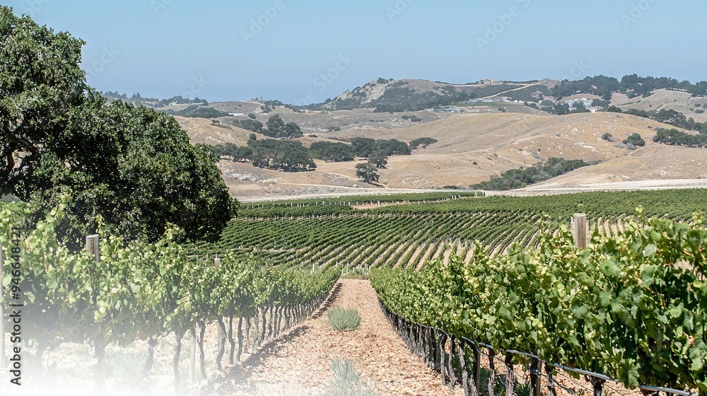 Naklejka premium A vineyard featuring rows of grapes in the foreground and a hill covered in trees in the background