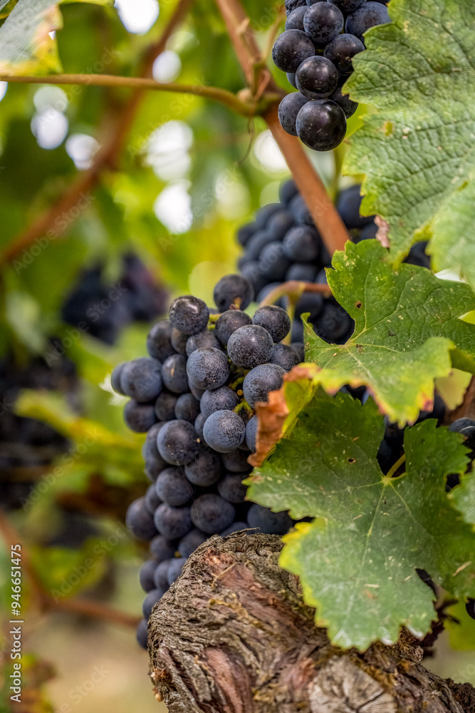 Close-Up of Cabernet Grapes on the Vine in Bordeaux Vineyard Close-Up of Cabernet Grapes on the Vine in Bordeaux Vineyard