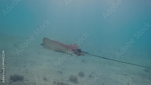 Spotted eagle ray swimming in the caribbean