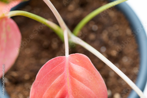 Red leaves home plant affected by white coating of mealybug of the parasite, small insects, Problems in the cultivation of domestic plants. Plant treatment and pest and fungus control photo