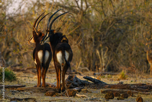Fotografie 2 sable antelope with sidelight seen on an African safari in Botswana