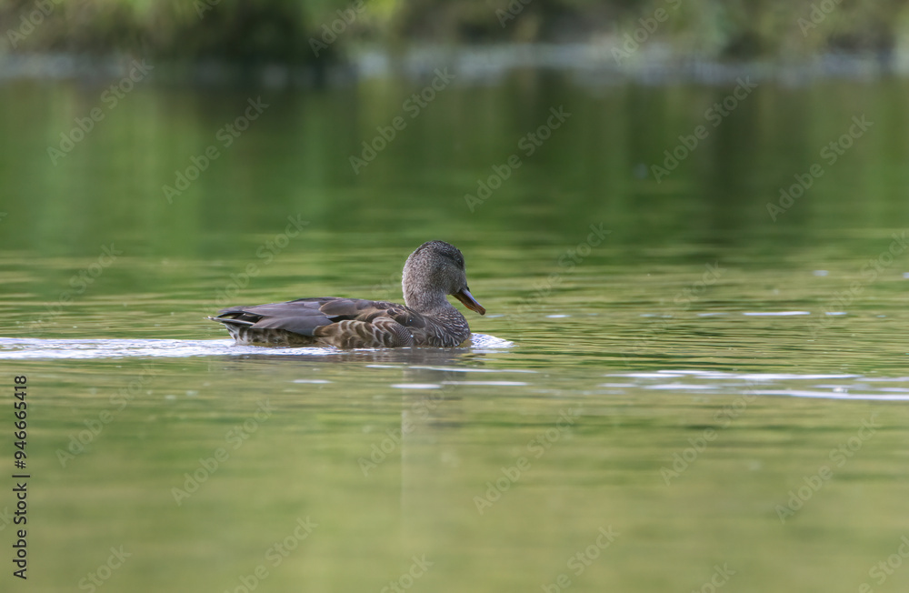 Gadwall in water, Gadwall diving in water, Sweet duck in lake, Duck with beak under water Gadwall in water, Gadwall diving in water, Sweet duck in lake, Duck with beak under water