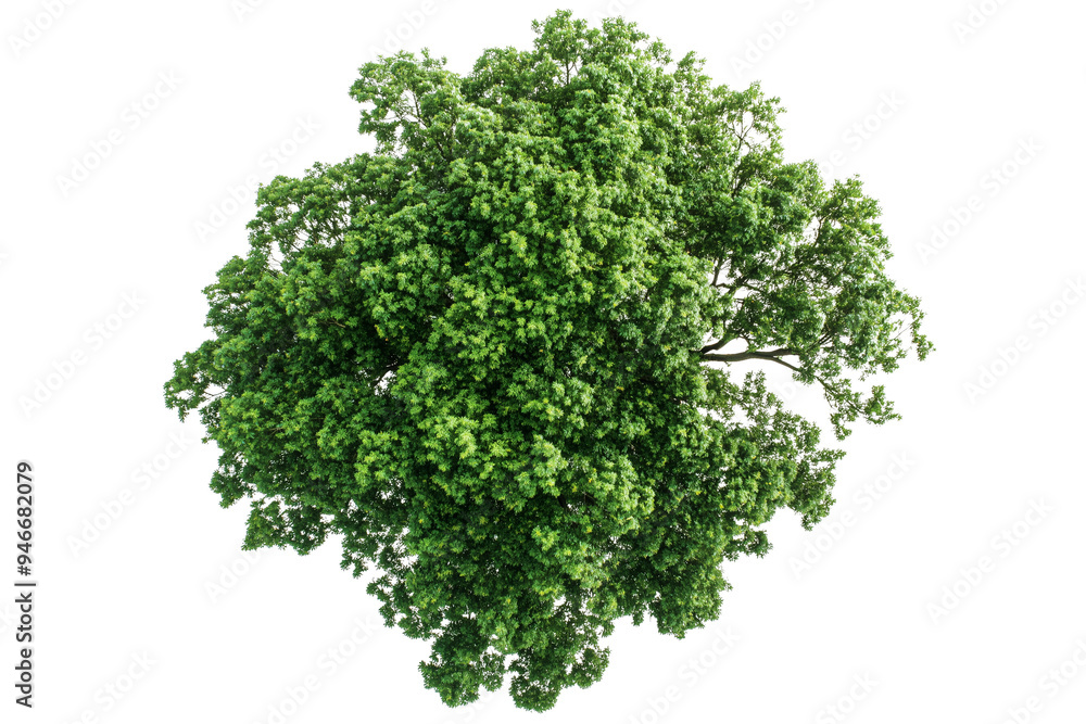 Top view of a single woodland tree, tropical green on a transparent background Top view of a single woodland tree, tropical green on a transparent background