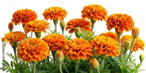 A Cluster of Bright Orange ...
