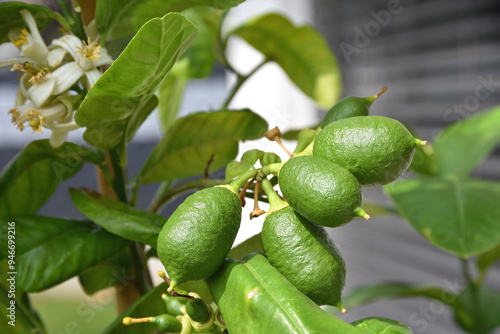 biologisch und unbehandelte Zitronen reifen am Baum - Cedrat photo