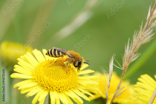 Closeup on a female plastered bee, Colletes, on a yellow Pulicaria dysenterica flower photo