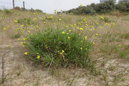 Closeup on a bush of yellow flowering Perennial wall-rocket, Diplotaxis tenuifolia at the Blegian coast photo