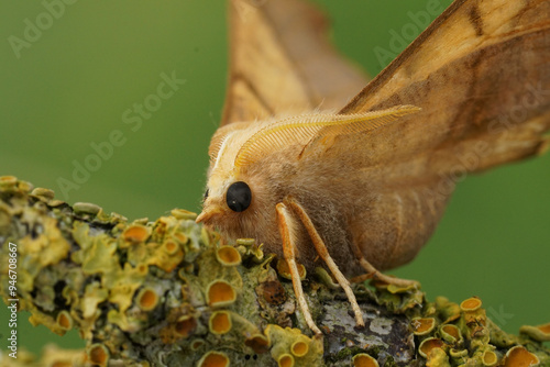 Facial closeup on the Dusky Thorn geometer moth, Ennomos fuscantaria sitting on a lichen covered twig photo