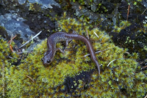 Closeup on the rare California scott barr salamander, Plethodon asupak sitting on a moss covered stone photo