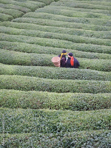 cay farmer