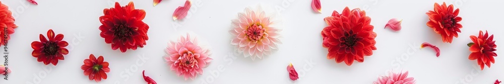 dahlias on white background. dahlias on white background.