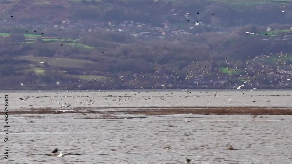 Flocks of birds in flight Dee Estuary, Parkgate, Cheshire, England Flocks of birds in flight Dee Estuary, Parkgate, Cheshire, England