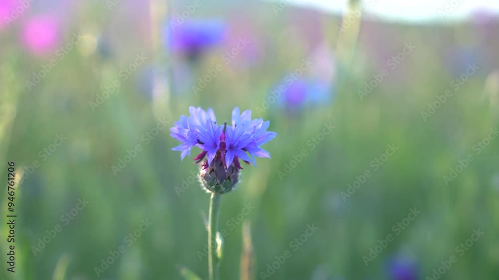 Beautiful blue field flower in a green field, spring scene.txt Beautiful blue field flower in a green field, spring scene.txt