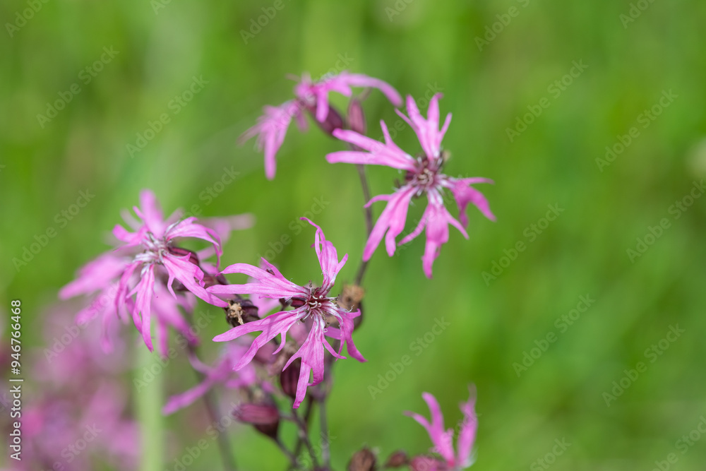 Close up of ragged robin (silene flos cuculi) flowers in bloom Close up of ragged robin (silene flos cuculi) flowers in bloom