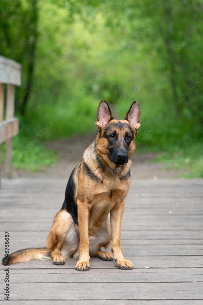 black and brown East European Shepherd dog sits on wooden bridge in park with green trees in sunny summer day, dog for for military and guard work, dogwalking concept, vertical photo, copy space black and brown East European Shepherd dog sits on wooden bridge in park with green trees in sunny summer day, dog for for military and guard work, dogwalking concept, vertical photo, copy space