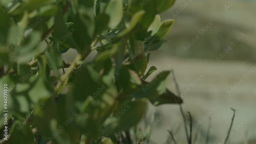 Bush on the shore in an arid part of Portugal Bush on the shore in an arid part of Portugal
