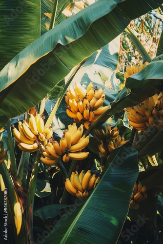 bunch of bananas on a branch close-up Generative AI