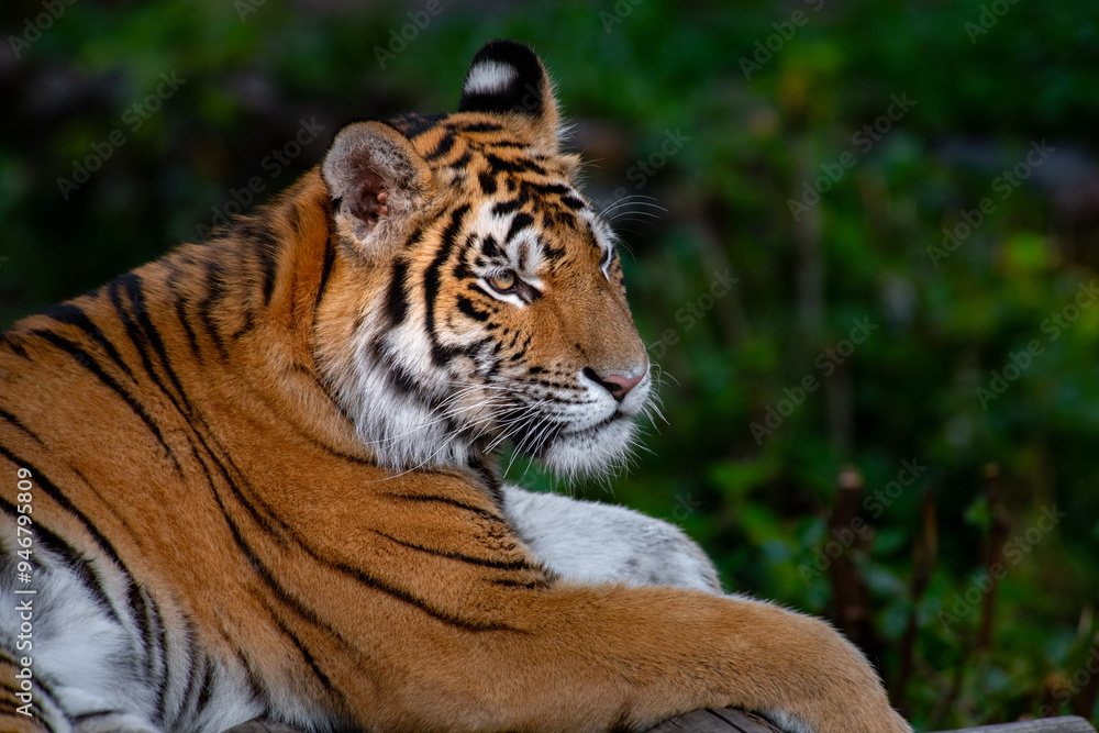 Fototapeta premium Tiger sitting on a rock in the forest, close-up, portrait, wildlife