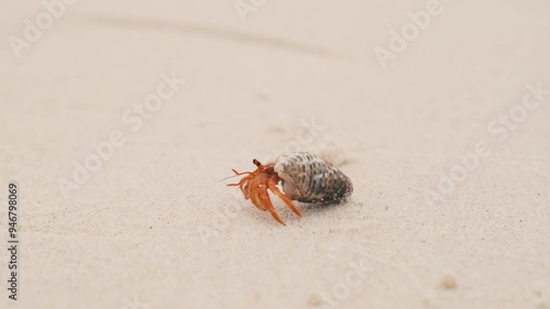 Close up of hermit crab with shell crawling on the sandy beach on Phuket island, Thailand. Animals in wildlife photo