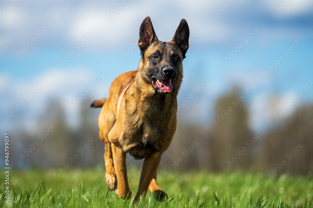 Belgian shepherd Malinois dog running in the field and looking at the camera Belgian shepherd Malinois dog running in the field and looking at the camera