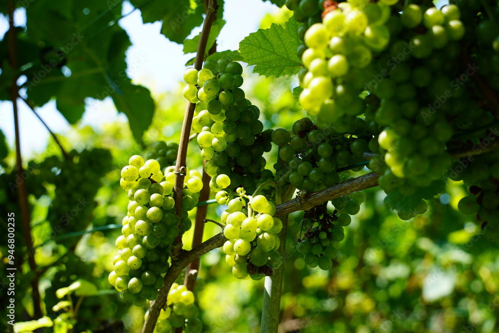 Green grapevine closeup. Ripe grapes. Vineyard. Green grapevine closeup. Ripe grapes. Vineyard.