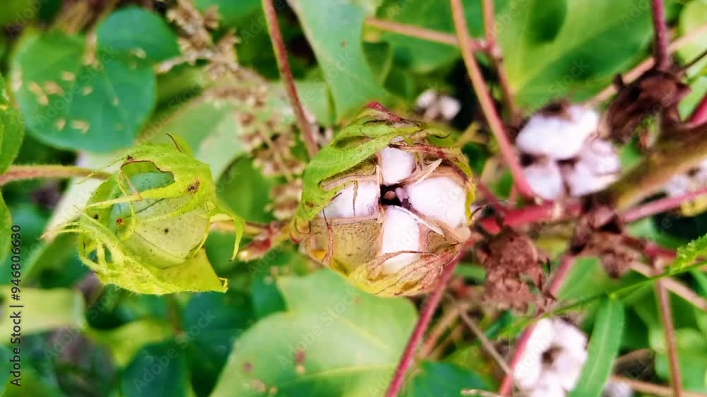 A green cotton boll on a cotton plant is ready to bloom. A green cotton boll on a cotton plant is ready to bloom.