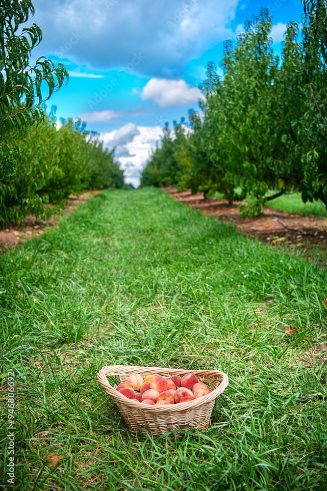 Peach tree orchard and wicker basket with ripe peaches. Peach tree orchard and wicker basket with ripe peaches.