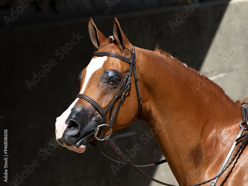 portrait of a horse