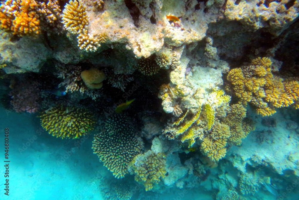 Obraz premium Exploring the Vibrant Coral Reef of the Red Sea in Hurghada, Egypt, Showcasing Diverse Marine Life