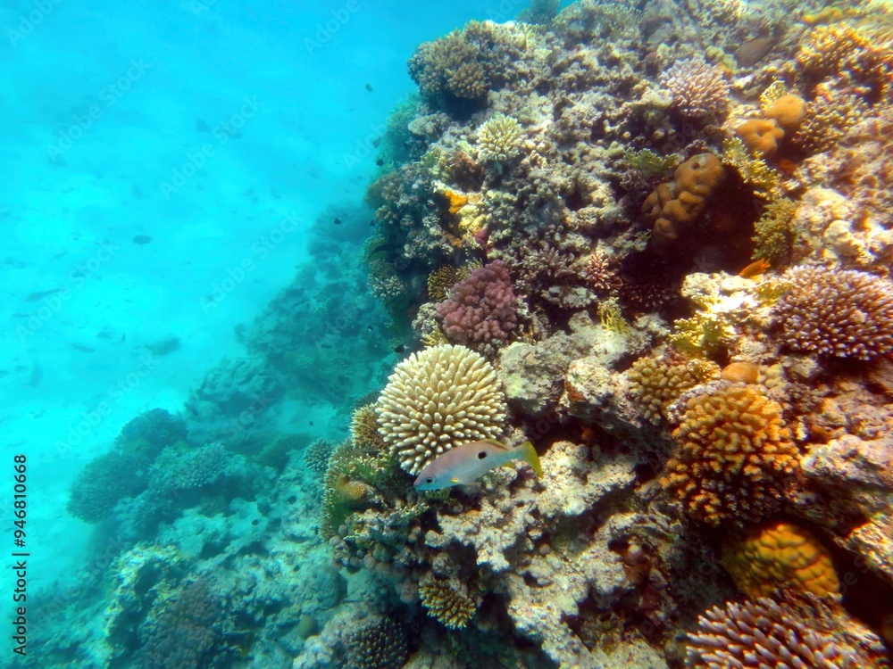Exploring Vibrant Marine Life in Coral Reef of the Red Sea, Hurghada During an Underwater Adventure Exploring Vibrant Marine Life in Coral Reef of the Red Sea, Hurghada During an Underwater Adventure