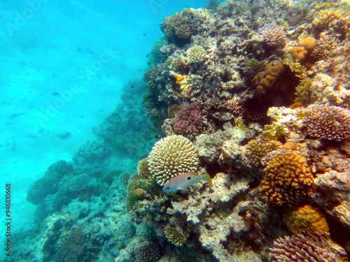 Exploring Vibrant Marine Life in Coral Reef of the Red Sea, Hurghada During an Underwater Adventure