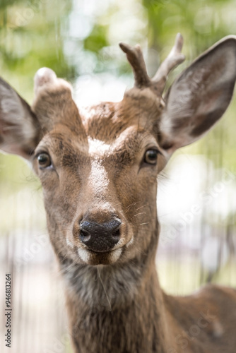 Portrait. A small fawn walks in a paddock on a ranch, on a private eco-farm or in a contact zoo. Animal husbandry. Love for animals.